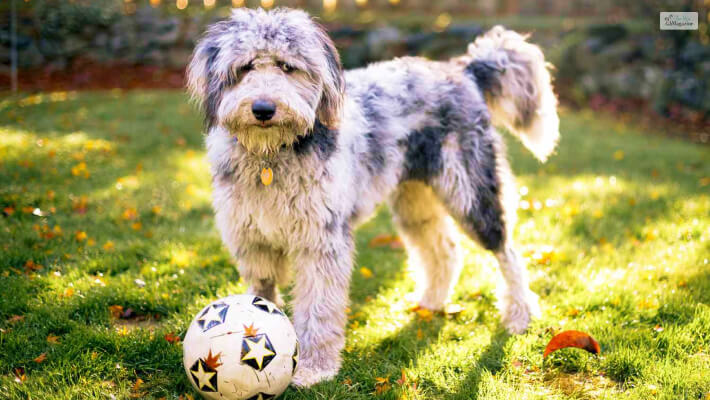Aussiedoodle Temperament and Appearance