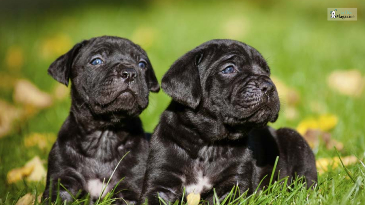 How much does a Cane Corso Cost?
