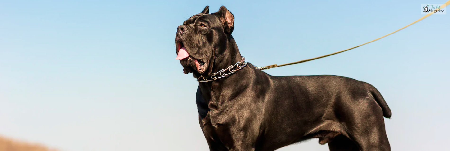 Cane Corso