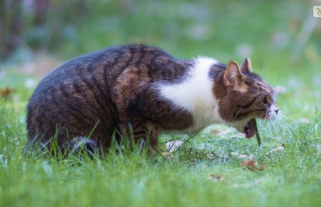 Cat Throwing Up White Foam