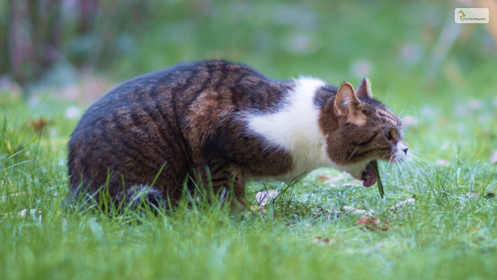 Cat Throwing Up White Foam