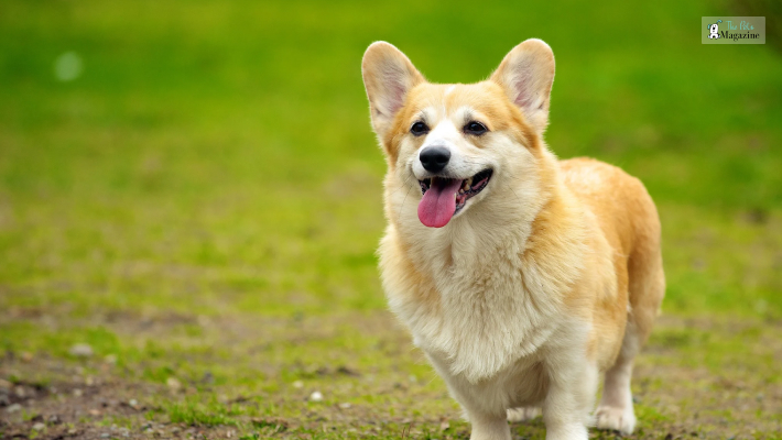 Corgi Breed characteristics