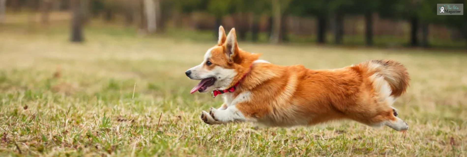 Corgi Puppies