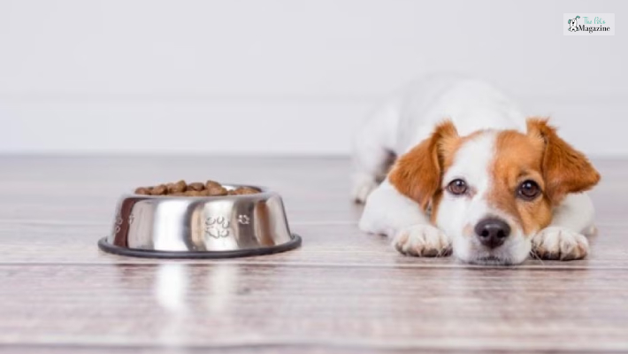 Dangers of Your Dog Not Eating for Extended Periods 