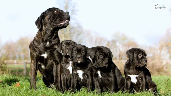 Factors That Impact Cane Corso Price