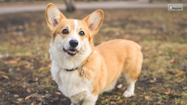 Finding a reputable Corgi Breeder