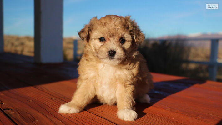 Finding and Choosing an Australian Shepherd Poodle Mix Puppy