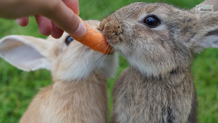 Food that you should avoid feeding your pet rabbit