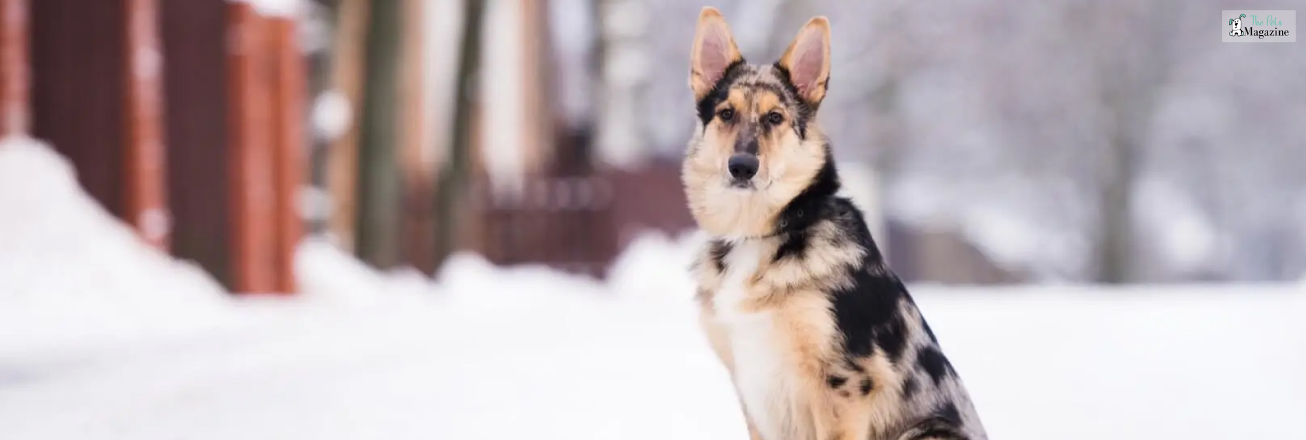 German Shepherd Australian Shepherd Mix