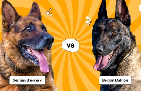 German Shepherd Vs. Belgian Malinois