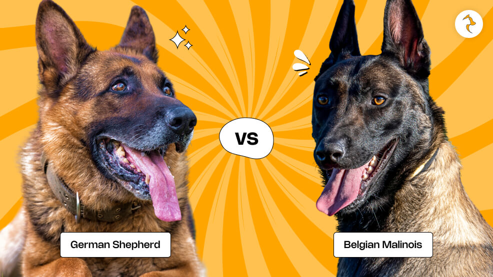 German Shepherd Vs. Belgian Malinois