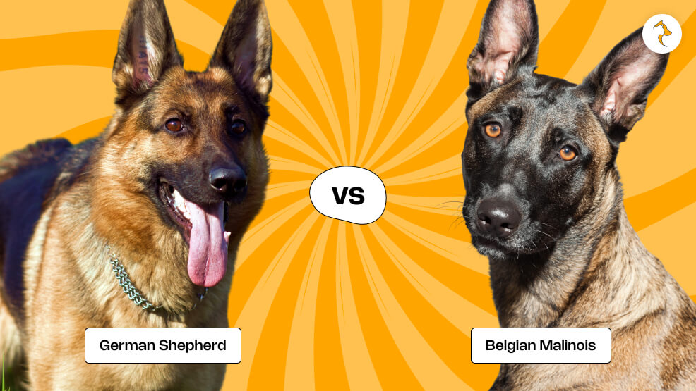 German Shepherd vs. Belgian Malinois_ Breed Comparison