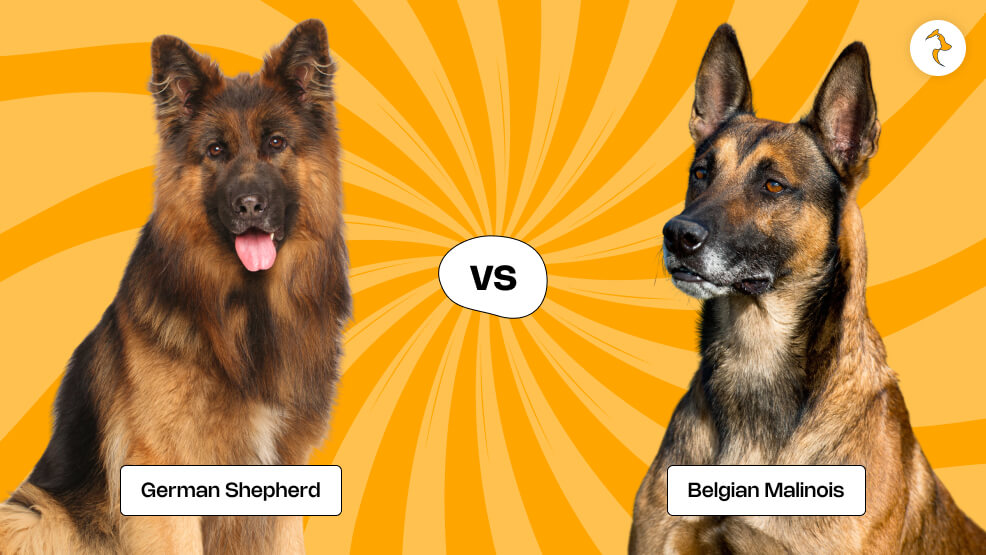 German Shepherd vs. Belgian Malinois_ Origin and History