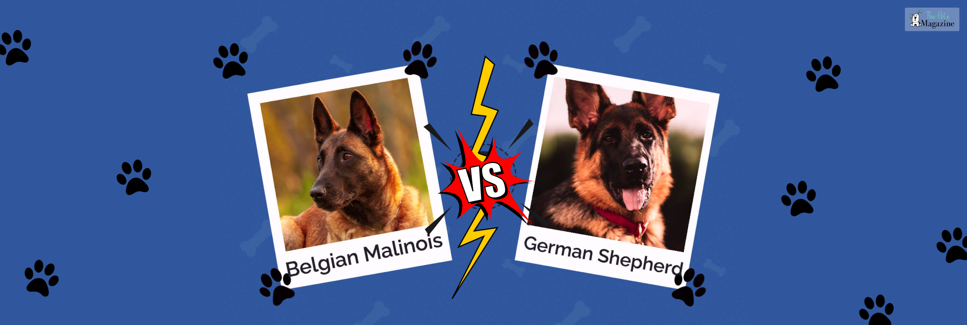 German shepherd vs. Belgian Malinois