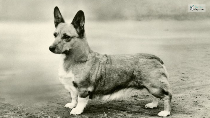 History and Origin of Corgis