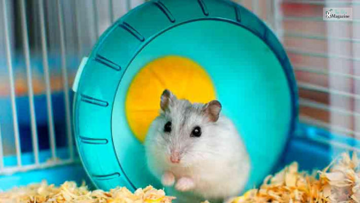 How long do Hamsters live_