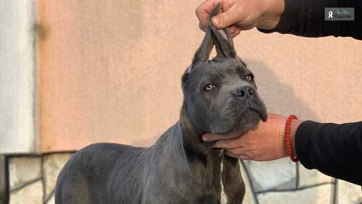 How to Find an Affordable Cane Corso Breeder