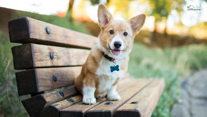 How to prepare before bringing a Corgi puppy home