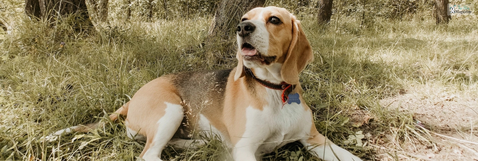 Lab Beagle Mix