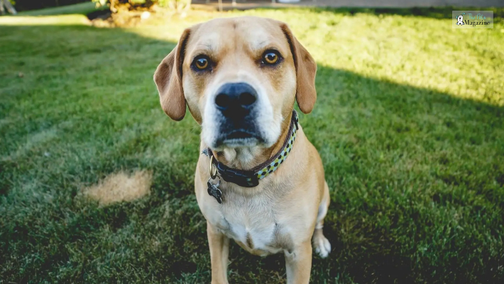 A Complete Breed Overview of Lab Beagle Mix