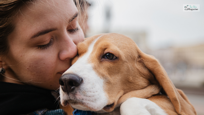 Lab Beagle Mix_ Lifespan and Health Issues