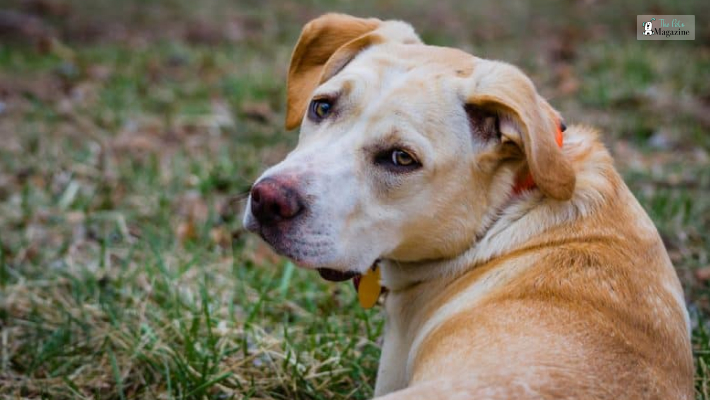 Lab Beagle Mix_ Physical Characteristics