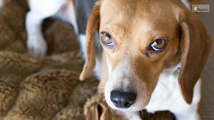 Lab Beagle Mix_ Temperament and Personality