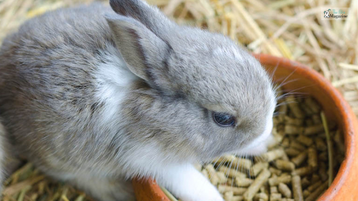 Pellets and Commercial Rabbit Food