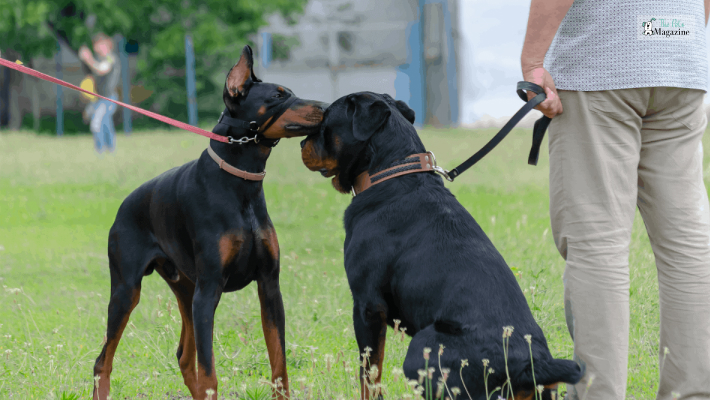 Rottweiler vs Doberman Size and Appearance