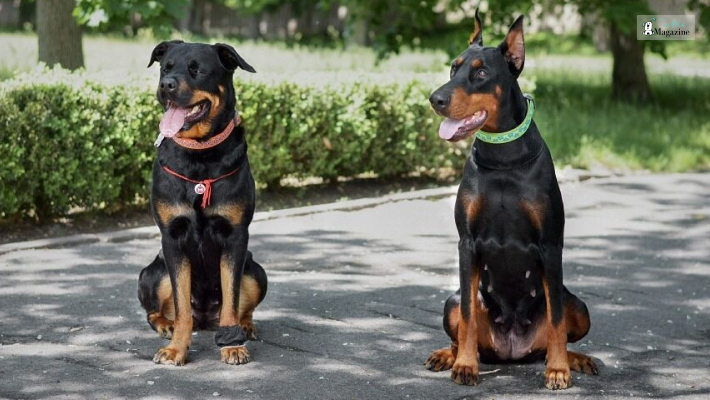 Rottweiler vs Doberman_ Breed Comparison