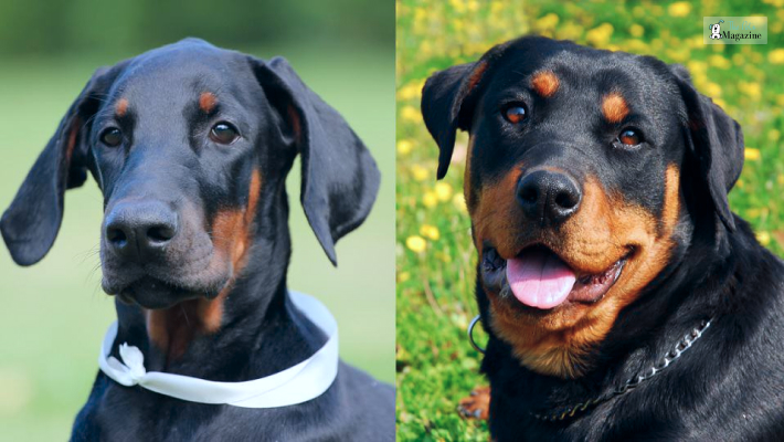 rottweiler and doberman