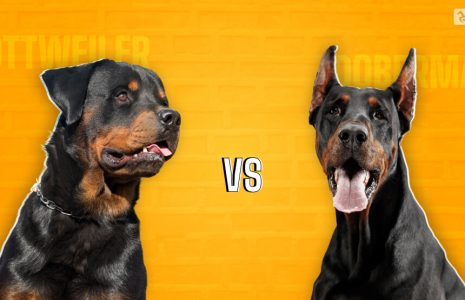 Rottweiler vs. Doberman