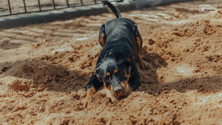 Rottweiler vs. Doberman Exercise Requirements