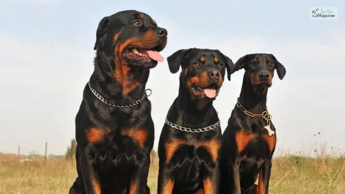 Rottweiler vs. Doberman Suitability as Family Pets