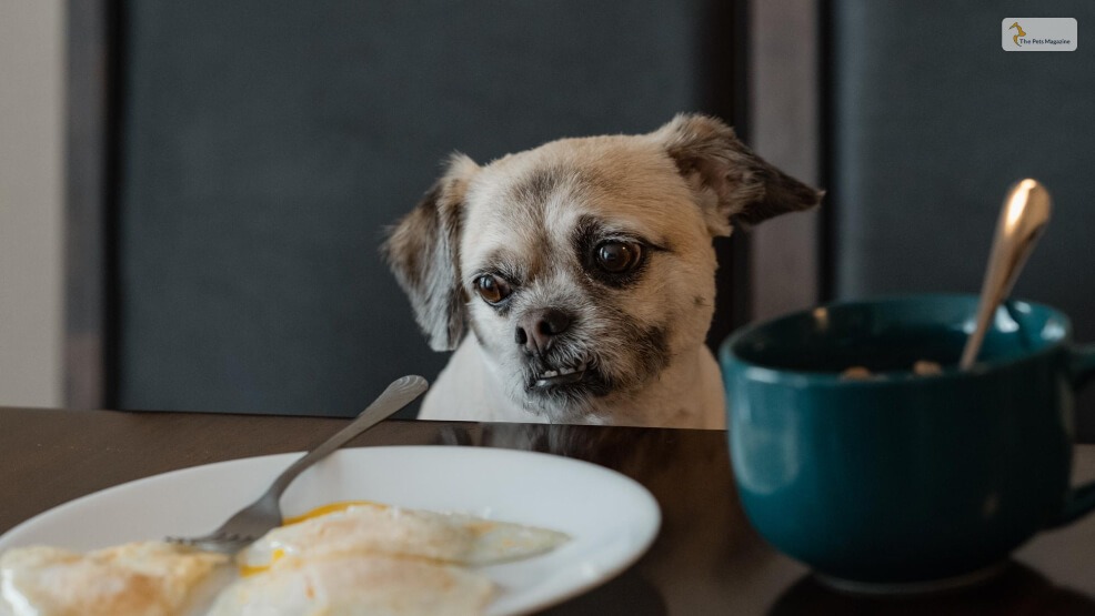 Signs Your Dog Is Hungry and Needs to Eat