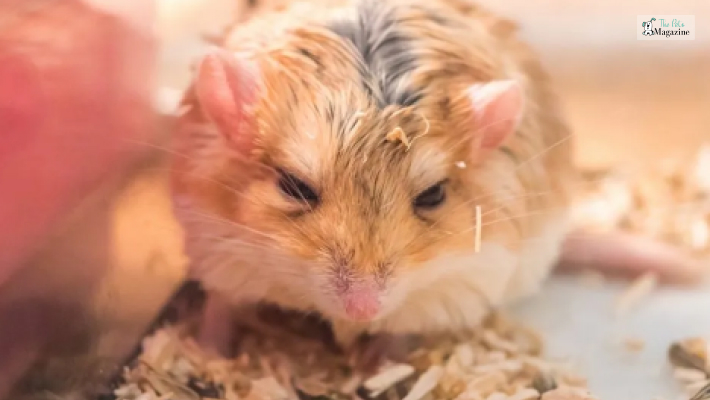 Signs of an aging hamster and how to provide proper care