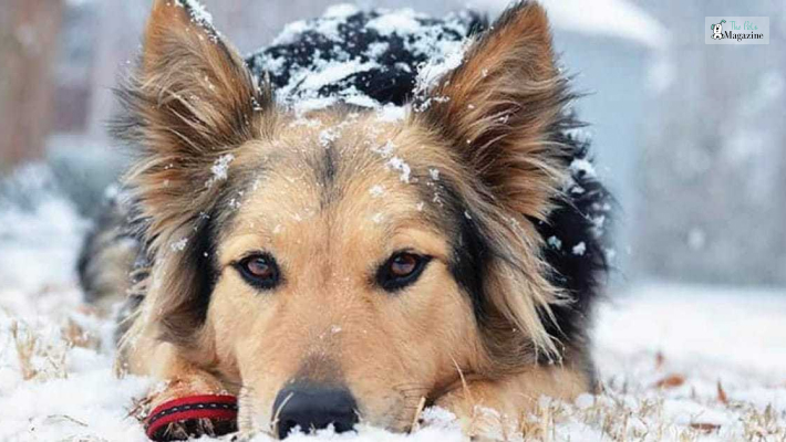 Some Facts About Australian Shepherd German Shepherd Mix