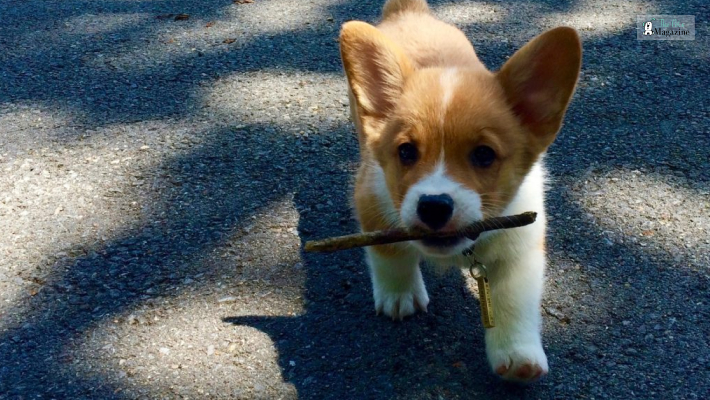 Training, Socialising and Exercising a Corgi puppy