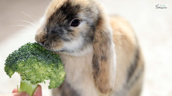 Understanding Your Pet Rabbit's
