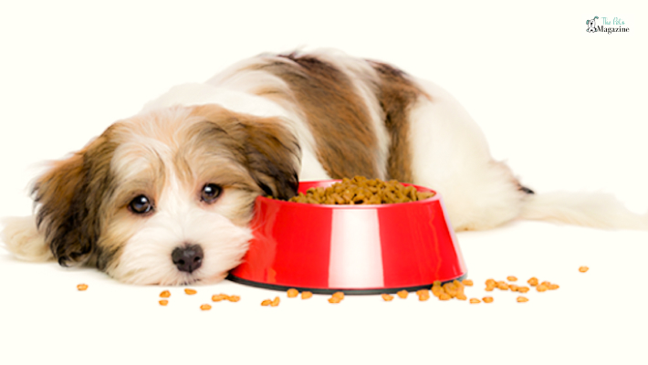 What to Do if Your Dog Stops Eating