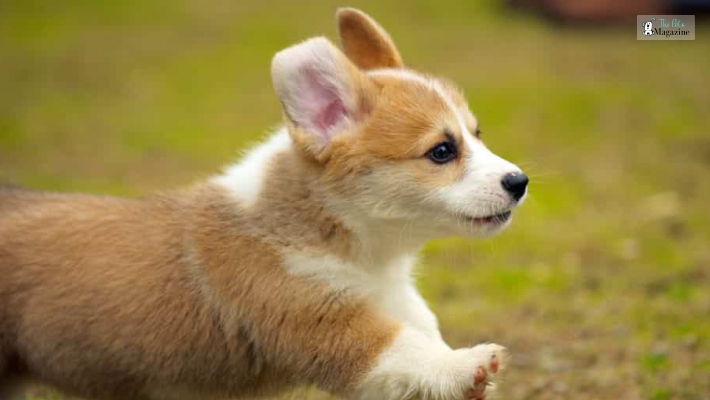 Why choose a Corgi puppy as a pet_