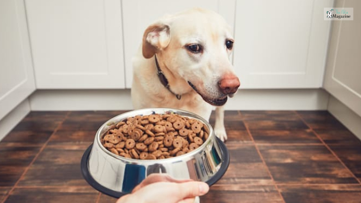 Why is your dog not eating