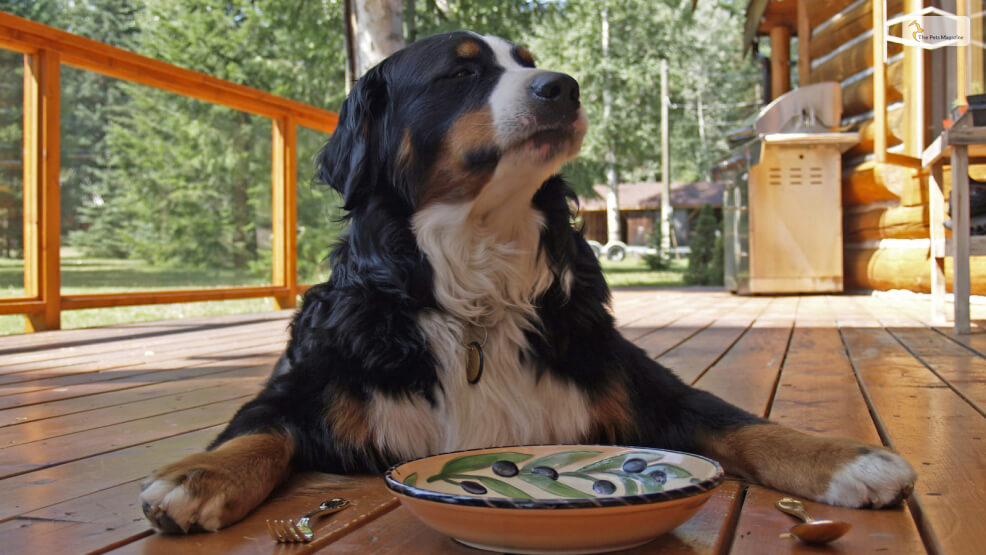 Why is your dog not eating_ Possible causes and reasons