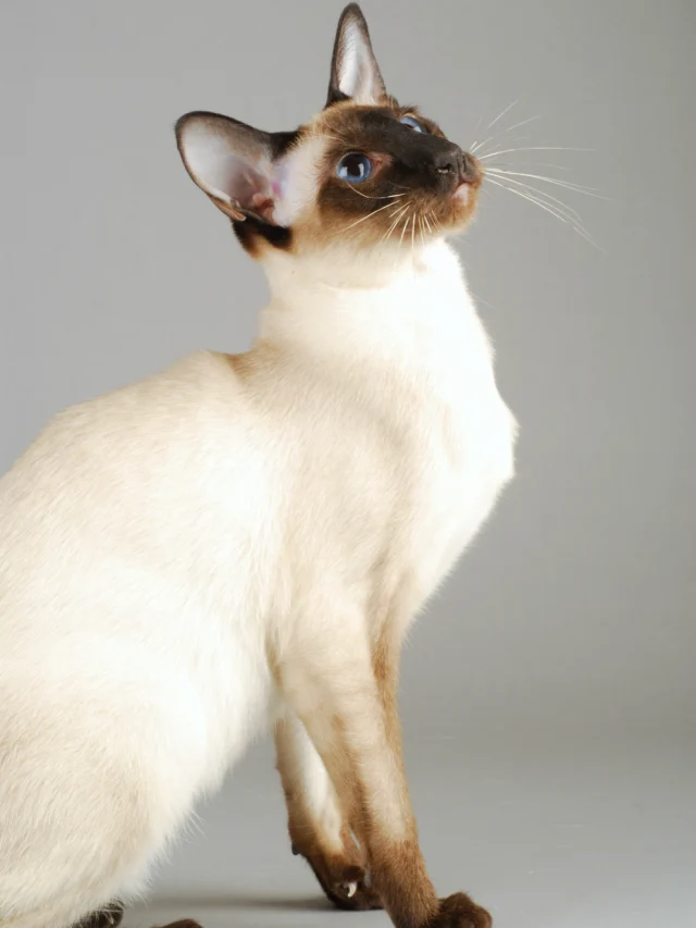 Types Of Siamese Cats You Need To Know Thepetsmagazine