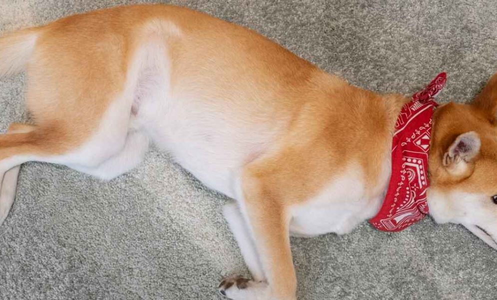 dog-stomach-gurgling