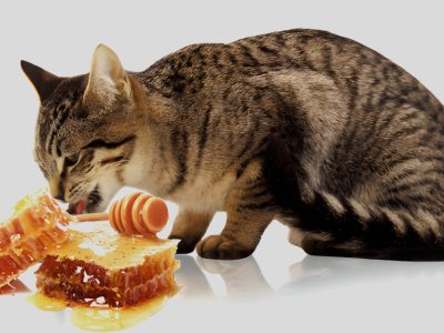 Can cats eat honey