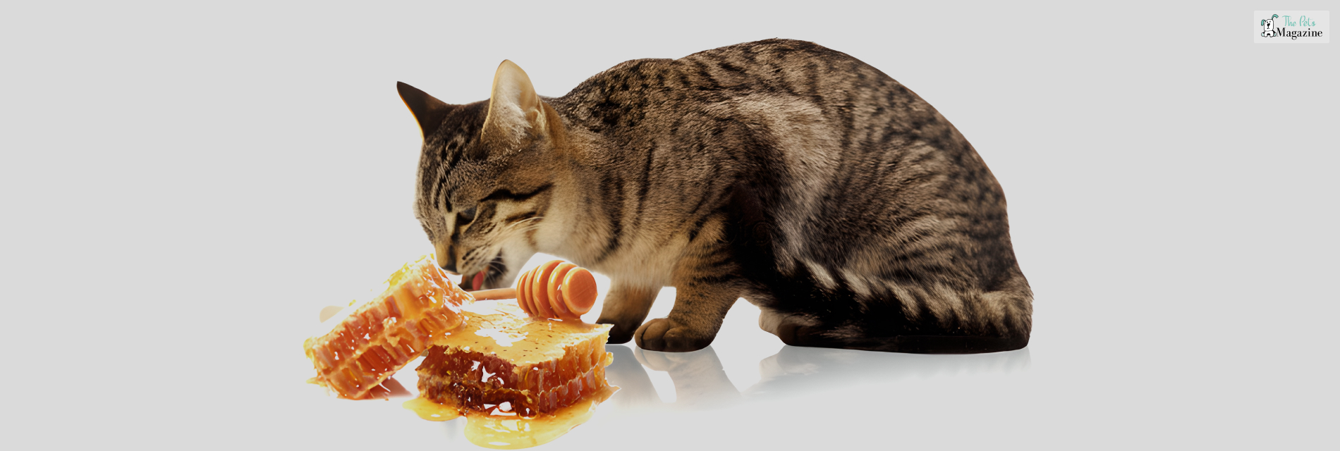 Can cats eat honey