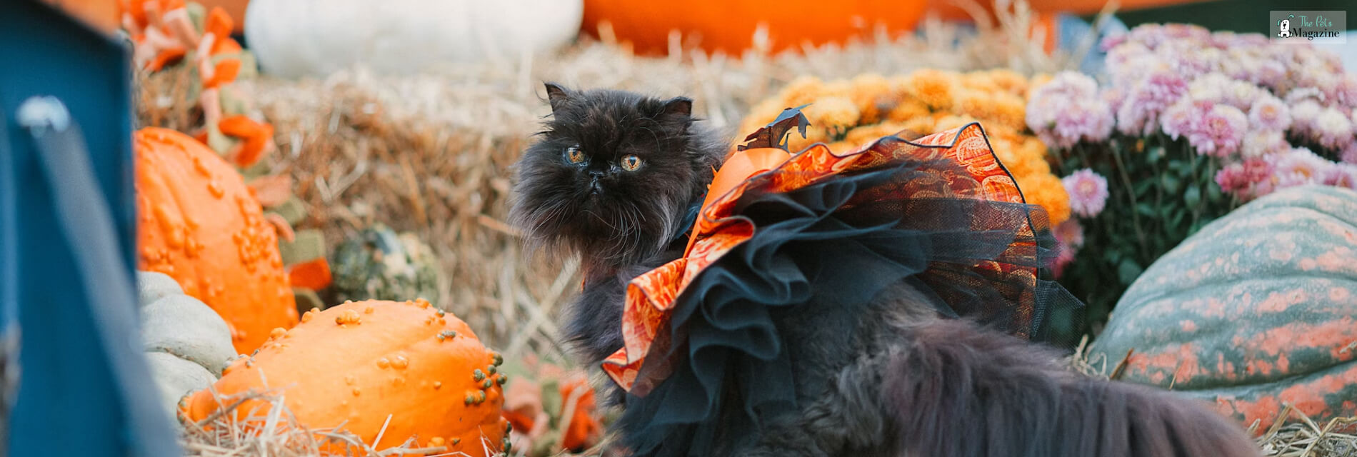 Cat Dressed As Edward Scissorhands For Halloween