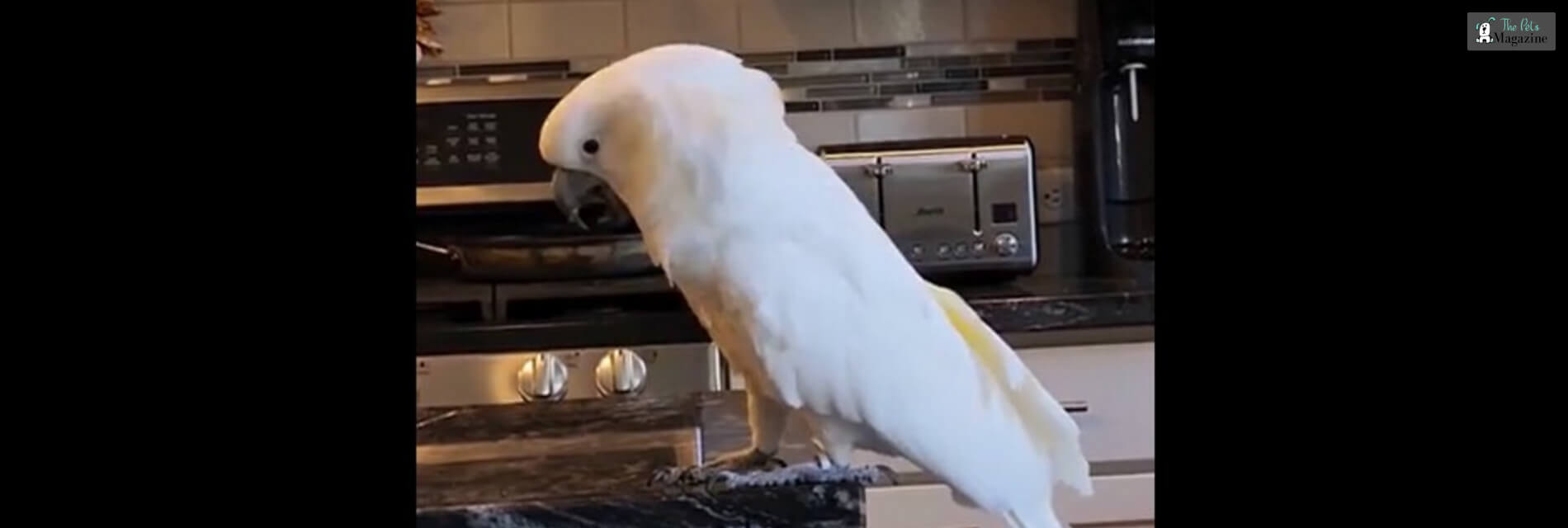 Cockatoo Throws A Fit Over A Hot Dog Video Goes Viral On Social Media