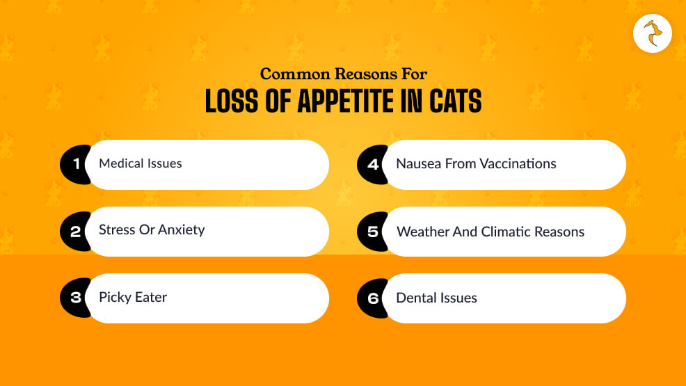 Common Reasons For Loss Of Appetite In Cats